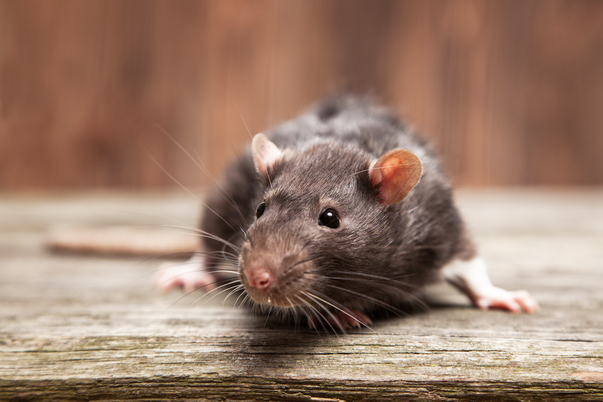 Ratto dal pelo grigio scuro con orecchie rosate e lunghi baffi accovacciato su una vecchia tavola di legno