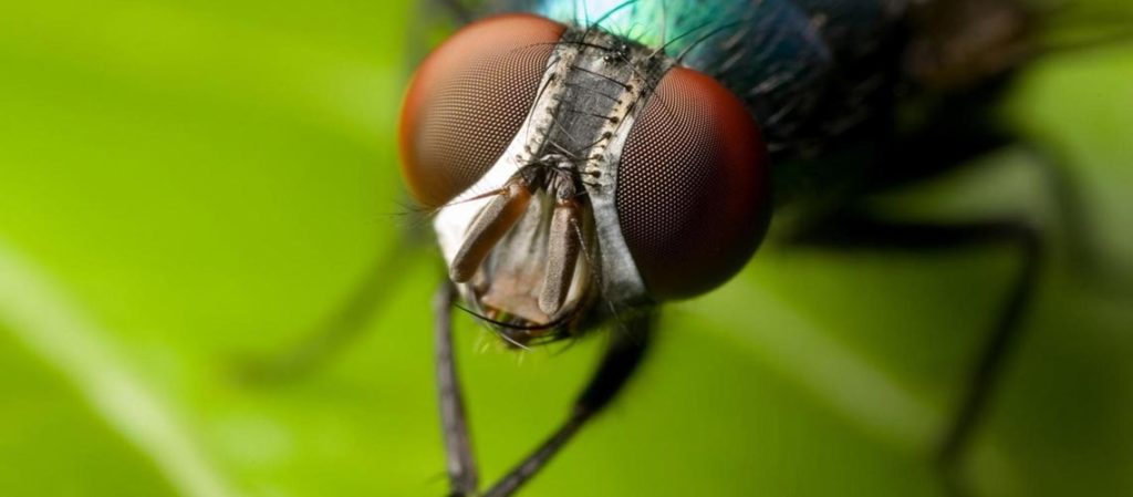 Primo piano di una mosca con grandi occhi composti rosso bruno e corpo blu-verde metallico su sfondo lime sfocato